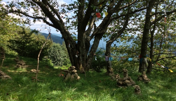 albero con gli occhi e omaggi a terzani