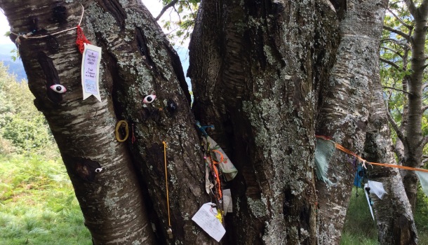 albero con gli occhi