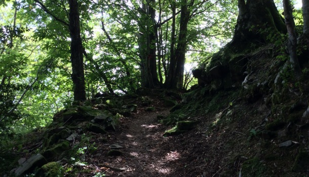 sentiero per albero con gli occhi