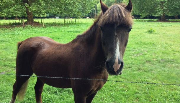 cavallo a bokrijk