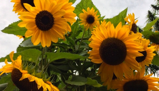 girasoli in belgio
