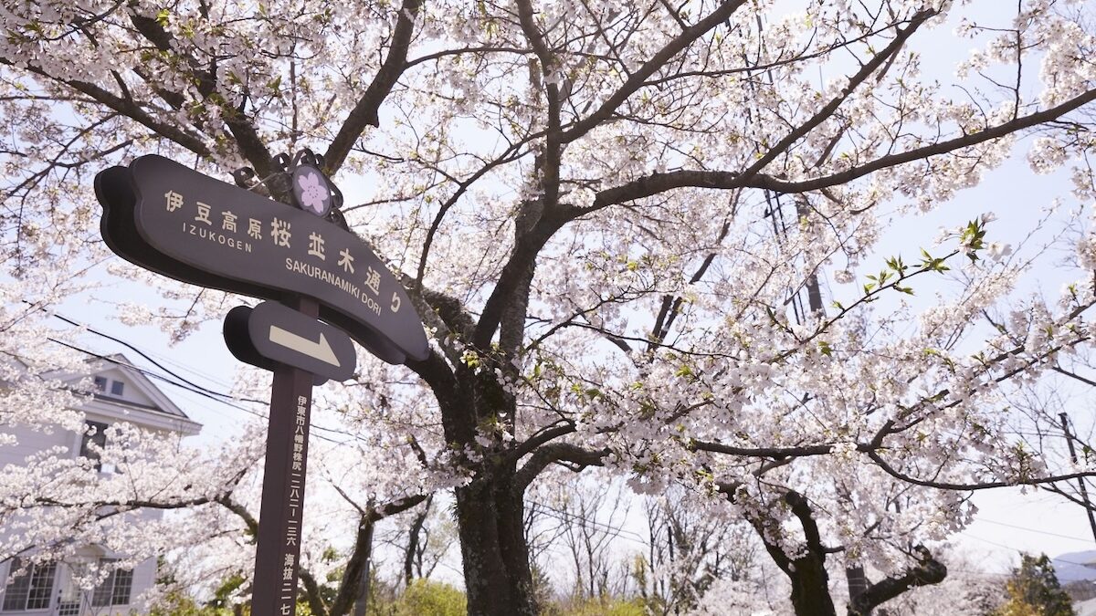 fioritura dei ciliegi in giappone